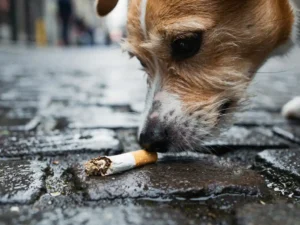 Nieuwsgierige hond die een sigarettenpeuk op natte klinkers besnuffelt, oog-niveau perspectief met wazige stadsstraat op de achtergrond.